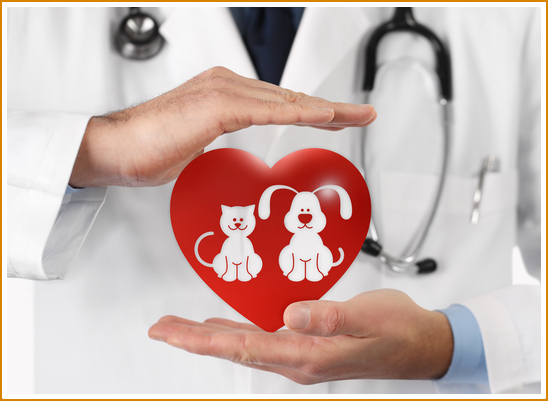 pet care concept veterinarian hands with animal and heart icons. Vet clinic
