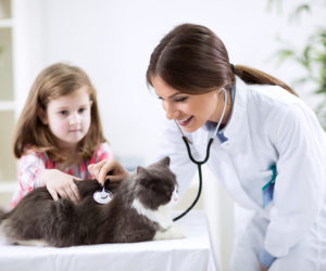 Girl at the veterinary with her cat, healthcare